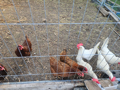 Healthy, laying chickens