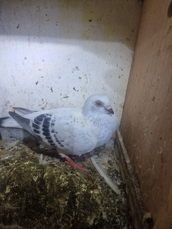 Syrian birds are good