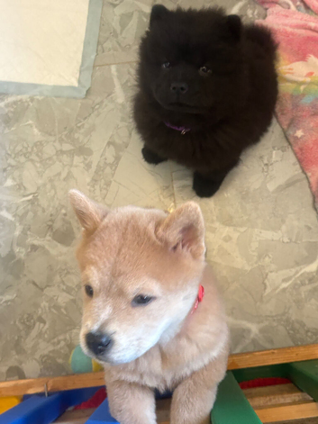 Chows ready and reduced !!