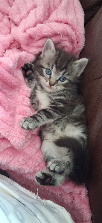 Kittens looking for loving home