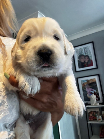 9 beautiful golden retriever puppies