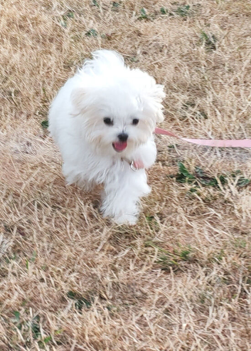 Puppy maltese