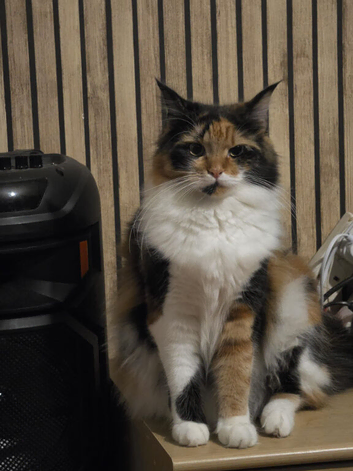&frac34; Maine coon kittens