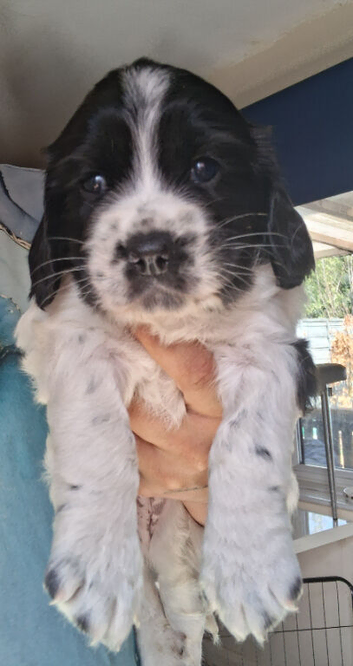 Gorgeous puppies