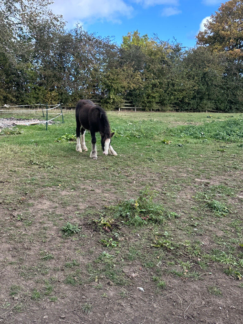 Mini cob colt foal