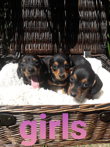 Miniature original dachshund girls available now