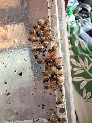 Giant African baby snails