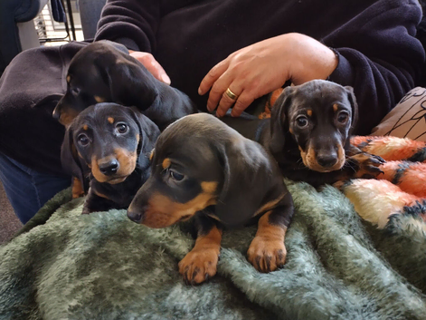 Miniature dachshund puppies KC reg
