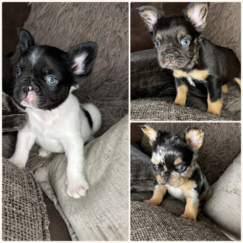 Fluffy French bulldogs