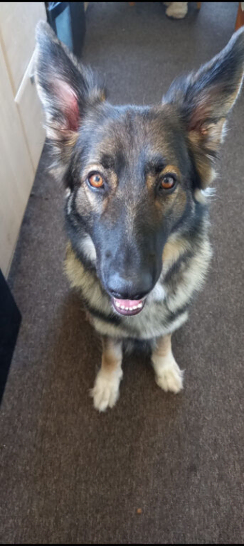 Beautiful KC German shepherd