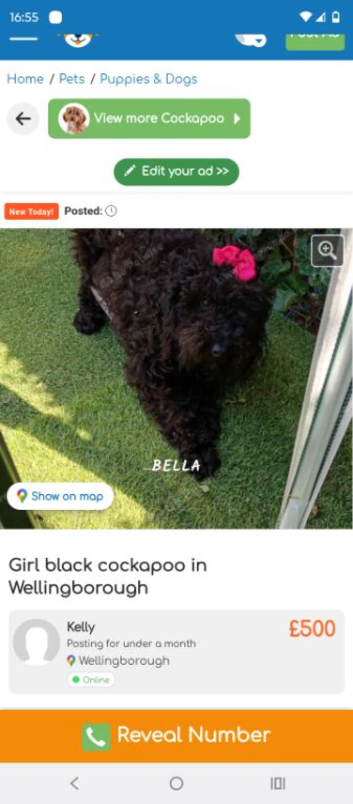 Cockapoo girl