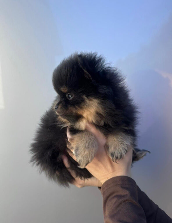 2 Pomeranian girl pups READY NOW!