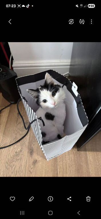 Young cat for sale