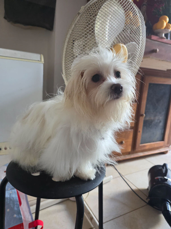 Maltese boy pup for sale