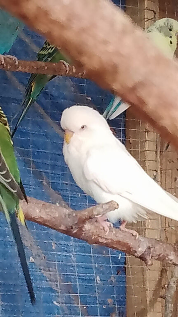 2 pairs of Adult Budgies