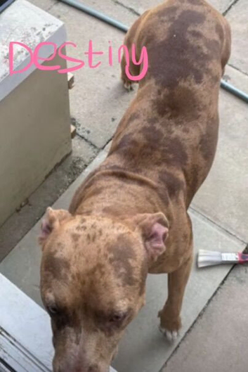 3 DOGS LOOKING FOR NEW HOMES