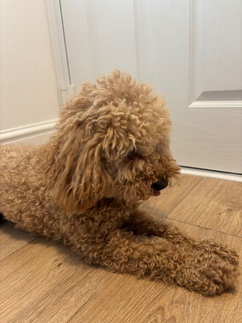 Female small cockapoo