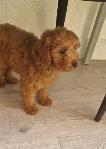 Red Toy Cavapoo Boy