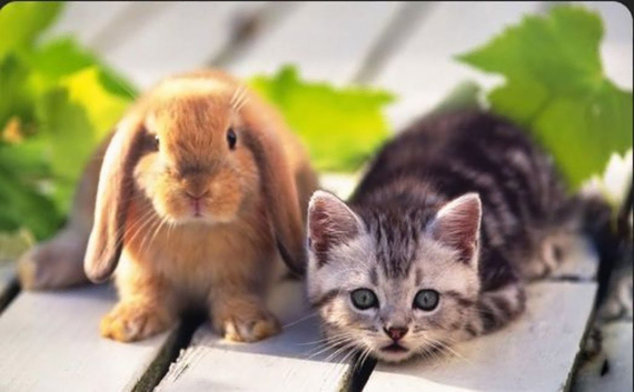 Buddies Animal Carers & House Sitting Services