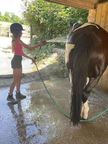 Yard helper / Looking after horses