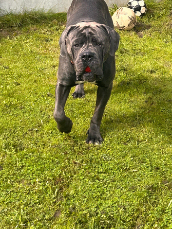 Cane Corso