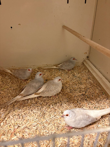 Diamond Doves
