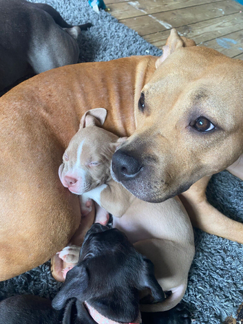Staffy puppies for sale