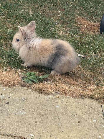 Rabbits for sale