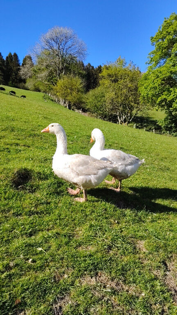 2 geese for sale