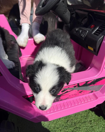 Border Collie Puppies