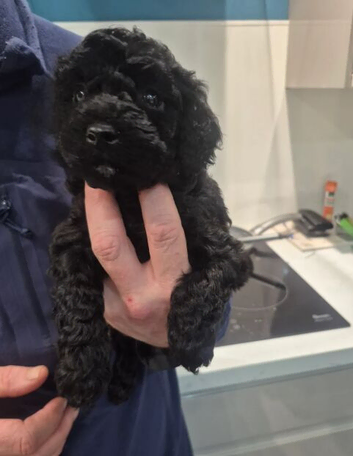 Adorable Cockapoo Puppies