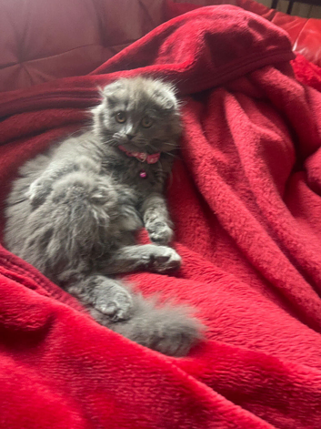 Scottish fold x BLH