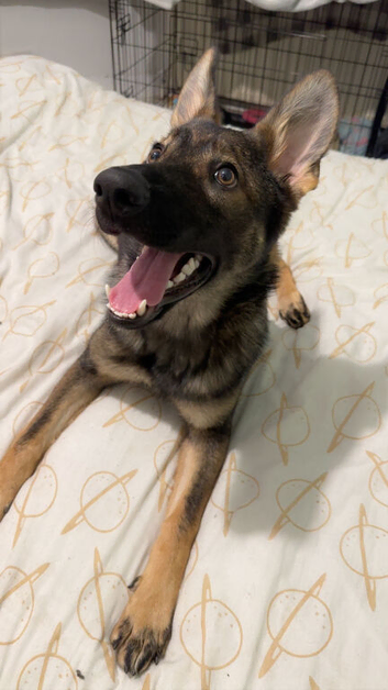 German shepherd puppy