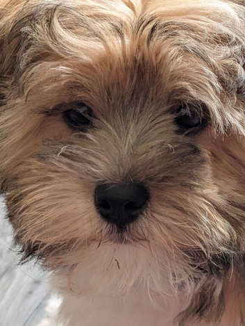 Female shihu Tzu puppy 14weeks old