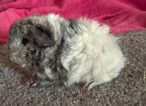 Peruvian and Alpaca guinea pig sows