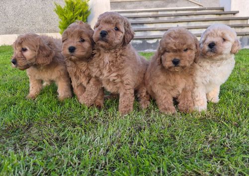 Beautiful cockapoo pups &pound;685