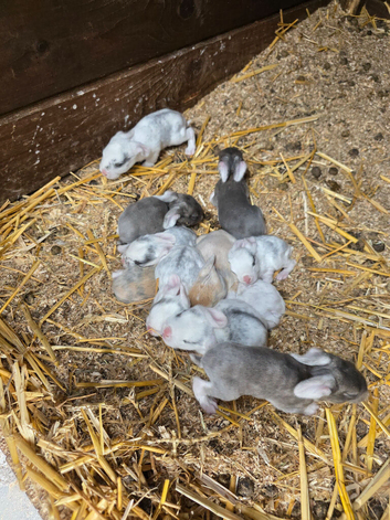 Rabbits for sale