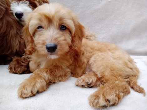 Cavapoo puppies