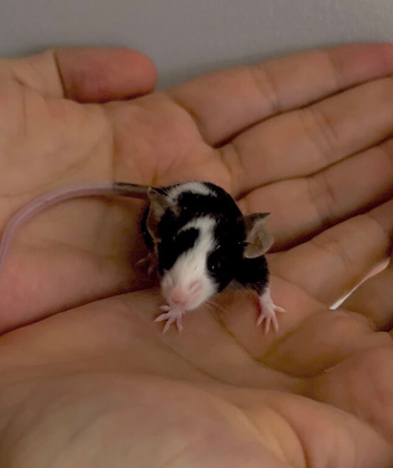 Female mice