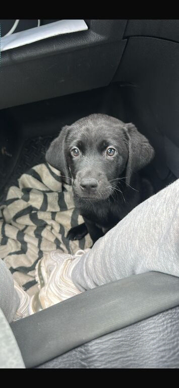 Reduced last female Labrador remaining
