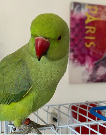 Tame ringnecks for sale