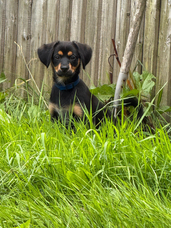 3 month old pup