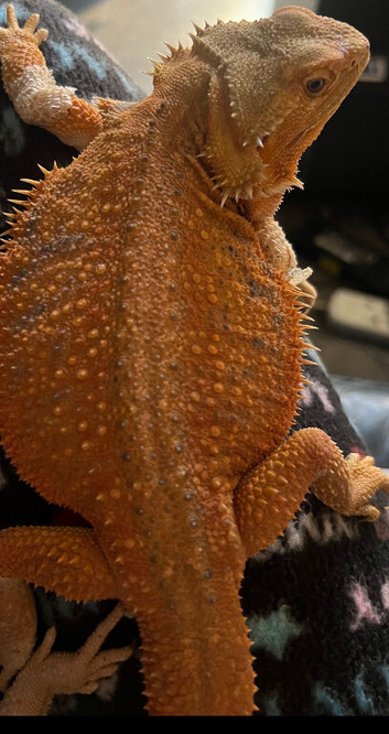 Bearded dragon