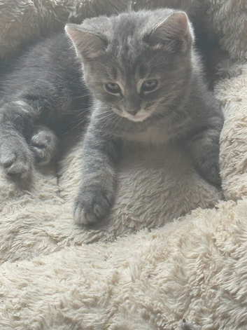 Super cute kittens