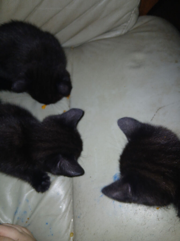 3 adult cats and 3 kittens for rehoming