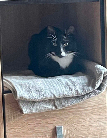 Male cat