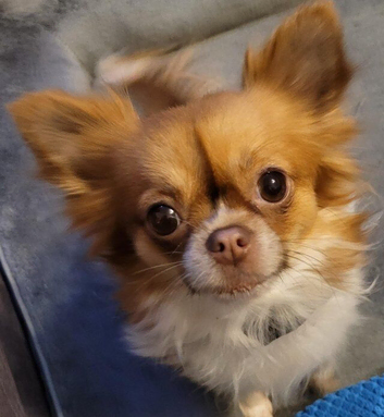 Female long haired red and white Chihuahua