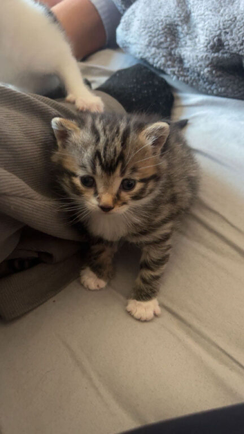 Kittens