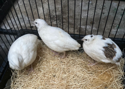 Jumbo male and female quails