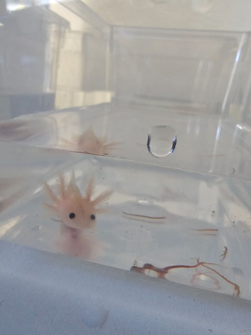 Axolotl
